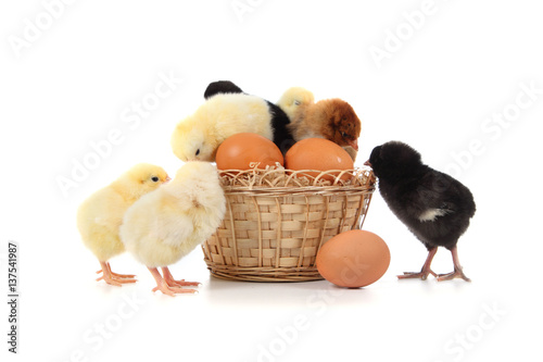 Fluffy little yellow chickens and Easter eggs on a white background.