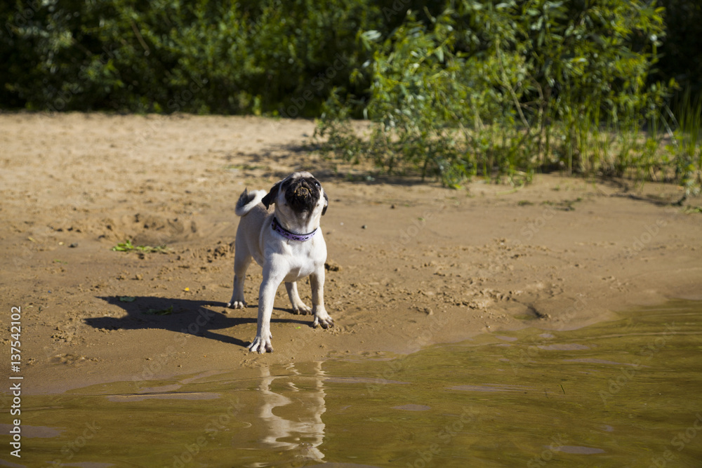Dog pug walks on the sandy beach near the river.