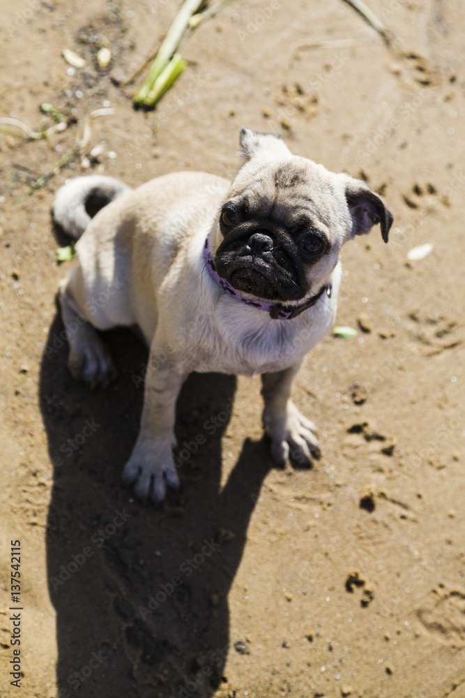 Dog pug walks on the sandy beach near the river.