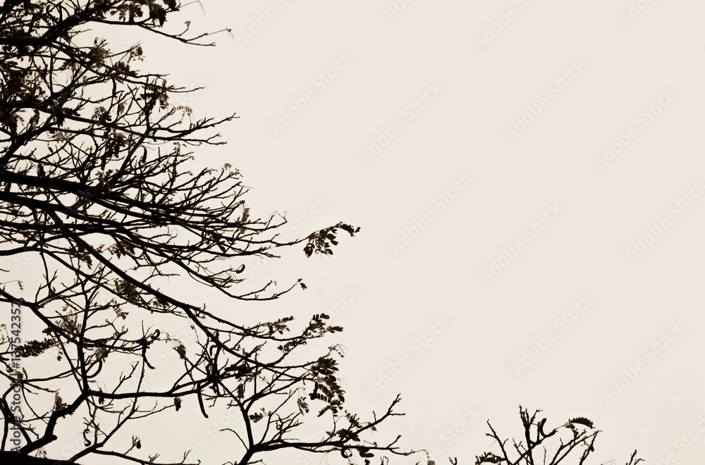 Fototapeta premium tree and sky 