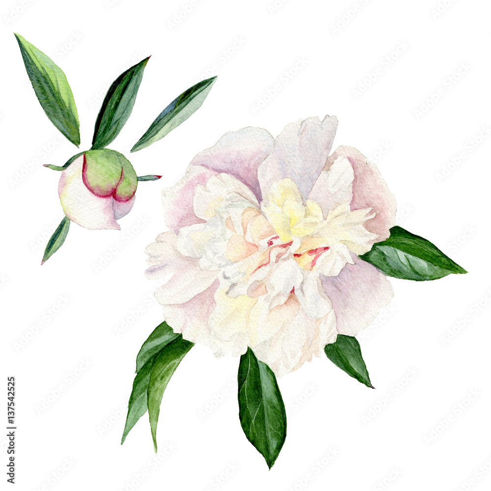 Watercolor illustration of a white peony with leaves and Bud. Set of floral elements isolated on white background
