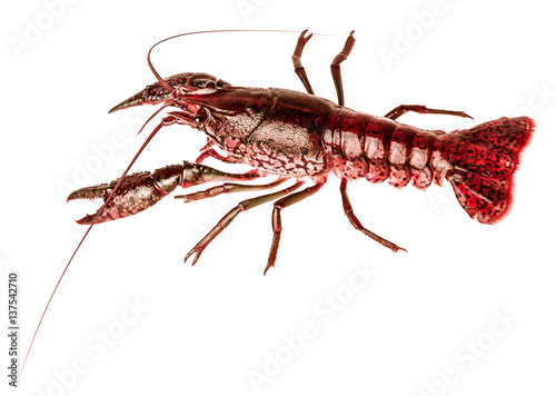 red crayfish isolated on a white background