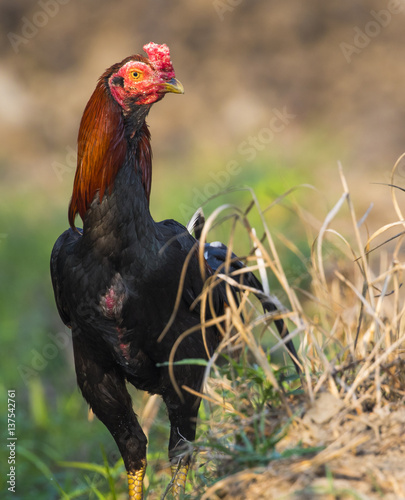 Image of rooster in green field. Farm Animals.