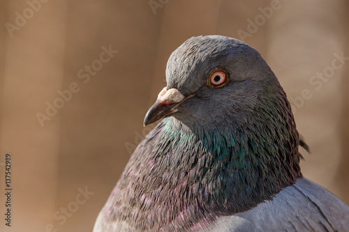 Pigeon head detail closeup