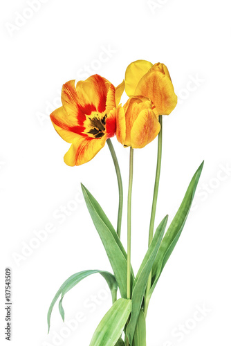 Yellow tulips isolated on a white background