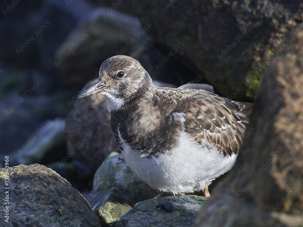 Obraz premium Ruddy turnstone (Arenaria interpres)