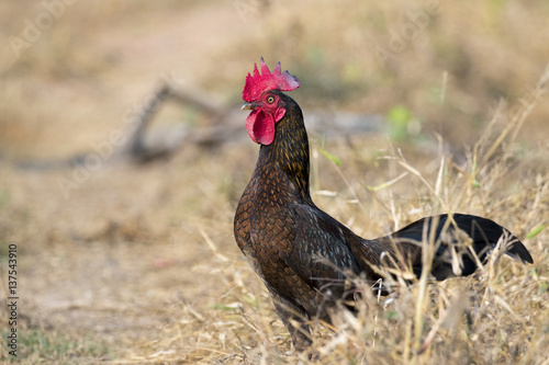 Image of chicken on nature background. Farm Animals.