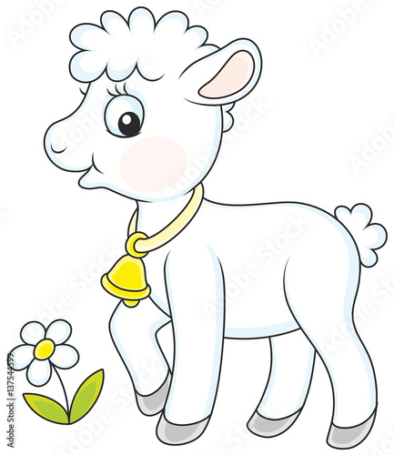 Small lamb