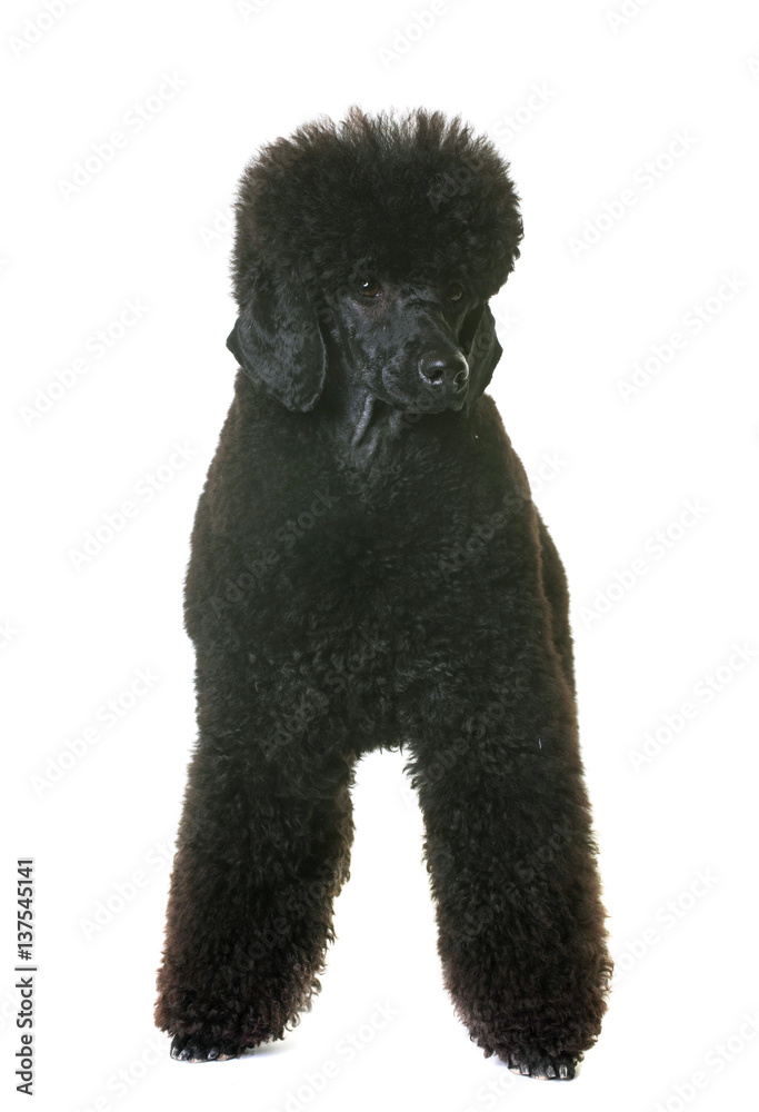 black dwarf poodle