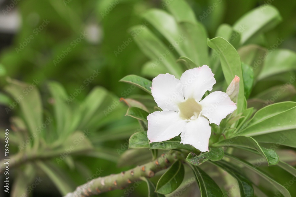 desert rose white or Impala Lily and water drop on flower tree, beautiful adenium in the garden : Select focus with shallow depth of field. desert rose white or Impala Lily and water drop on flower tree, beautiful adenium in the garden : Select focus with shallow depth of field.