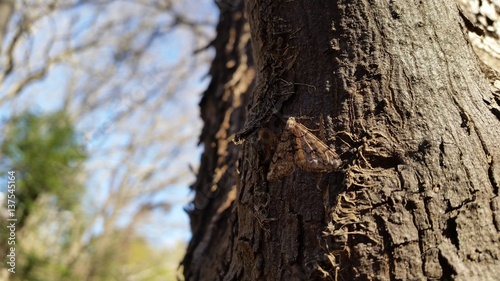 シロフフユエダシャク moth