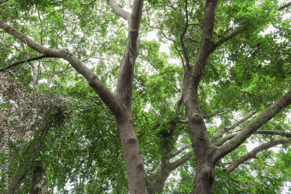 branch and leaf of tree beautiful in the forest for background, bottom view with copy space. branch and leaf of tree beautiful in the forest for background, bottom view with copy space.