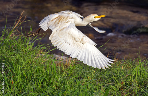 Fototapeta Naklejka Na Ścianę i Meble -   Cattle Egret (Bulbucus ibis)