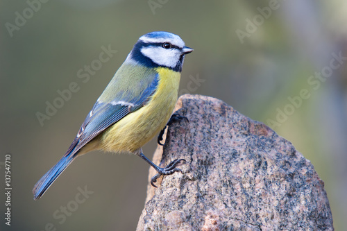 Blaumeise erklettert einen Felsen vor schönem Hintergrund © Bernd Wolter