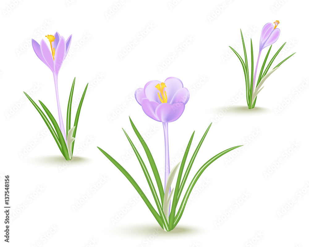 Violet-blue crocus spring flower  on white background.
