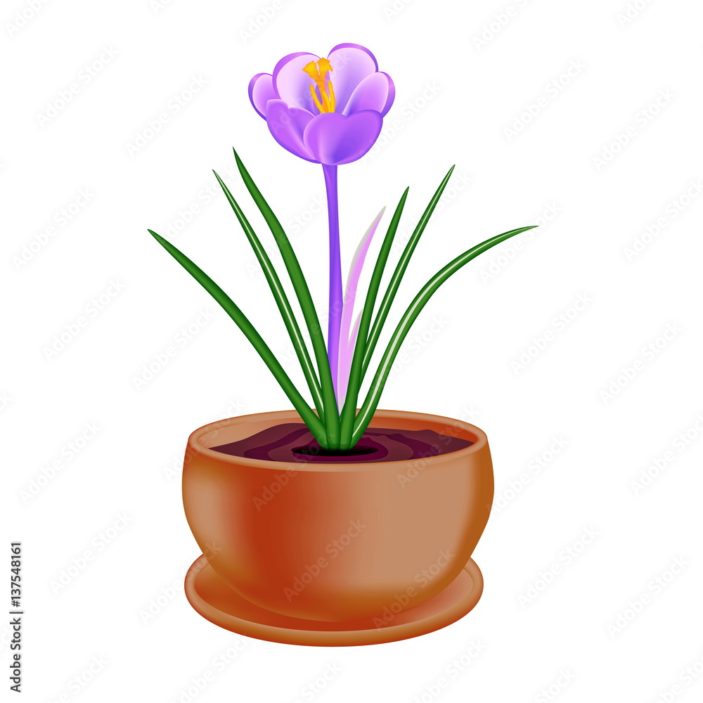 Spring flower in a flowerpot on white background.