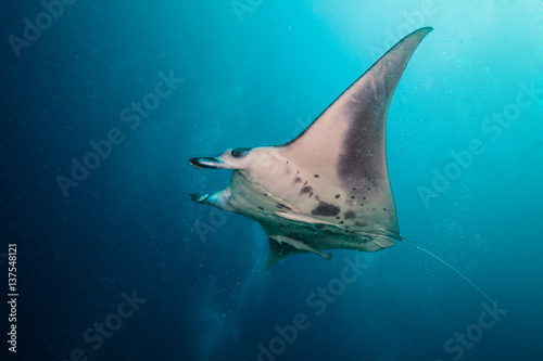 Beautiful big manta ray in deep blue ocean © Jag_cz