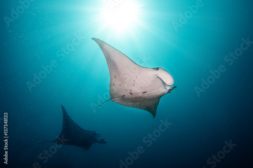 Beautiful big manta rays in deep blue ocean © Jag_cz