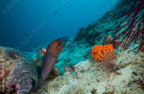 Moray eel hidden under coral reef photo