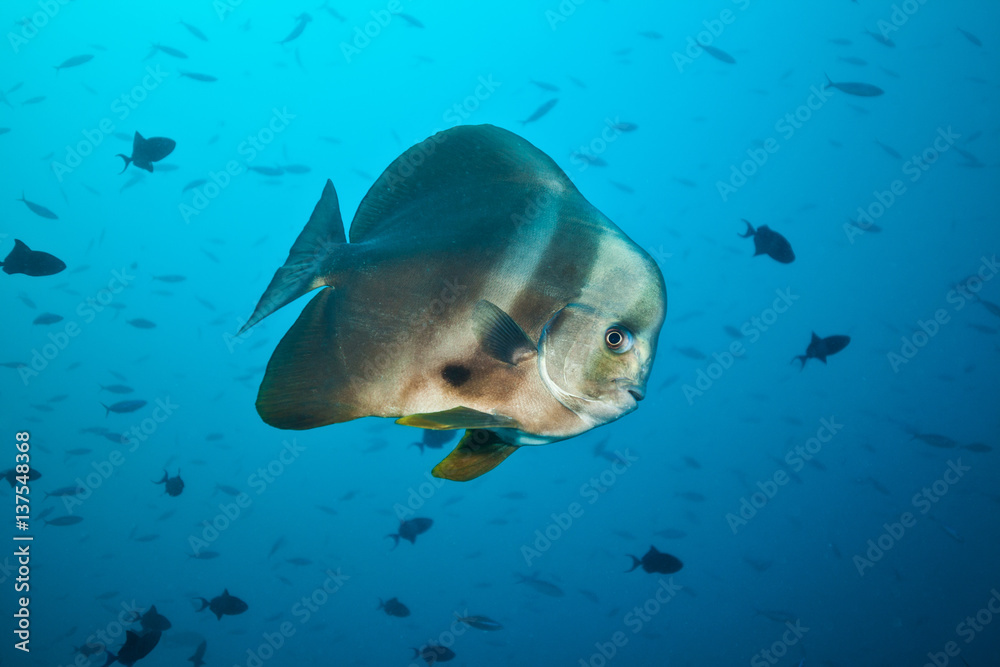 Fototapeta premium Big flat fish floating in deep blue ocean