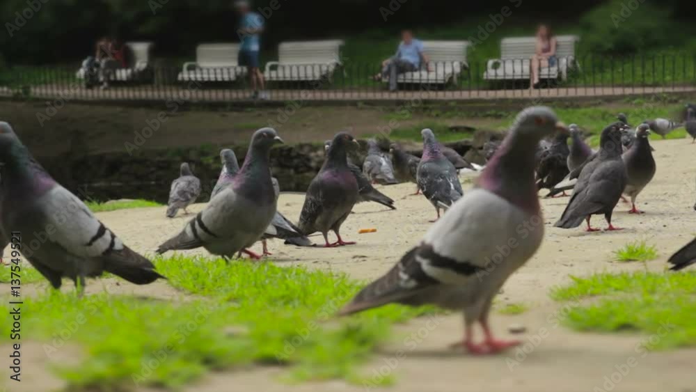A flock of pigeons walks the ground A flock of pigeons walks the ground
