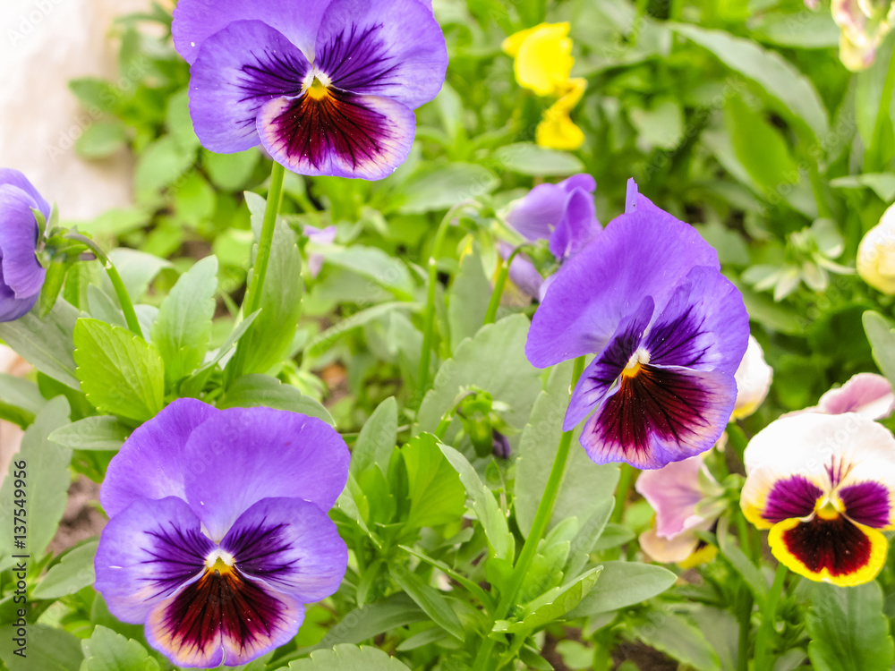 Viola tricolor red blue yellow Pansies on green flowerbed macro closeup