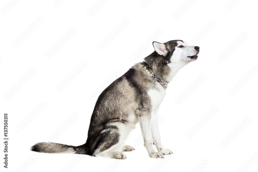 Obraz premium Alaskan Malamute sitting sideways, isolated on white