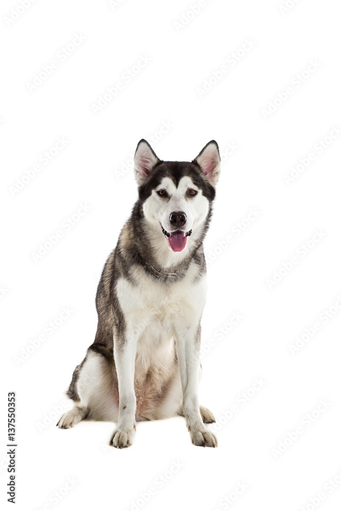 Alaskan Malamute sitting in front of white background Alaskan Malamute sitting in front of white background