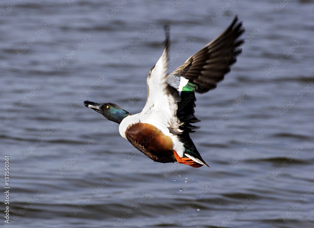 Obraz premium Northern shoveler (Anas clypeata) in flight .Male