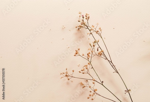 dry flower with white background