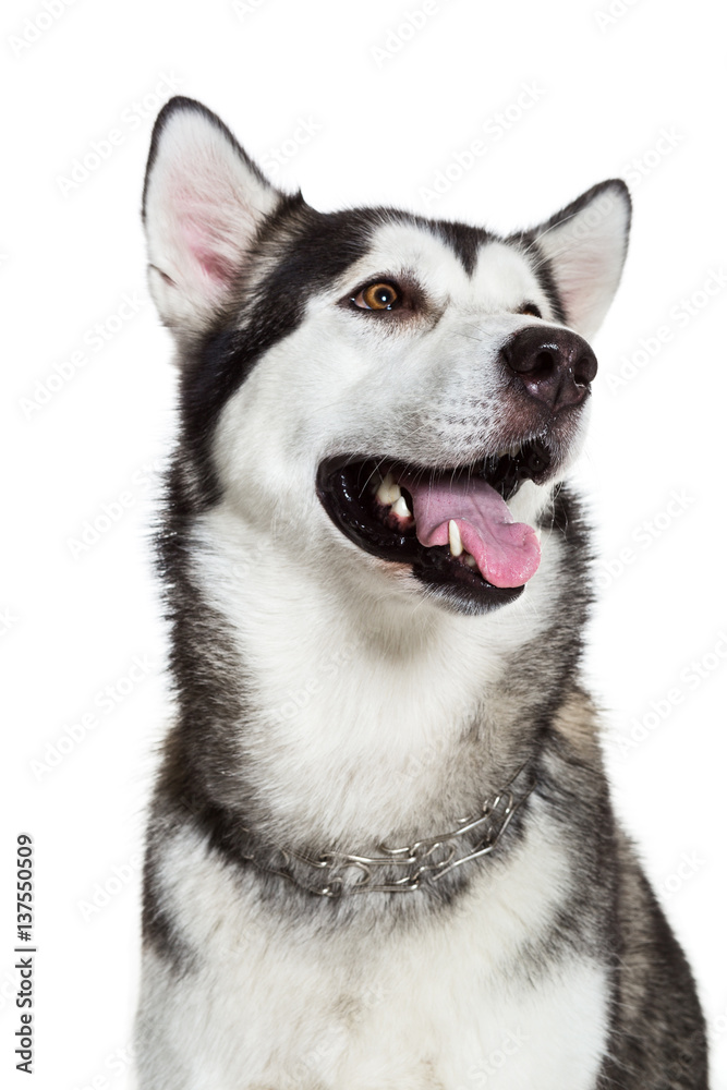 Portrait Alaskan Malamute, isolated on white. Close-up