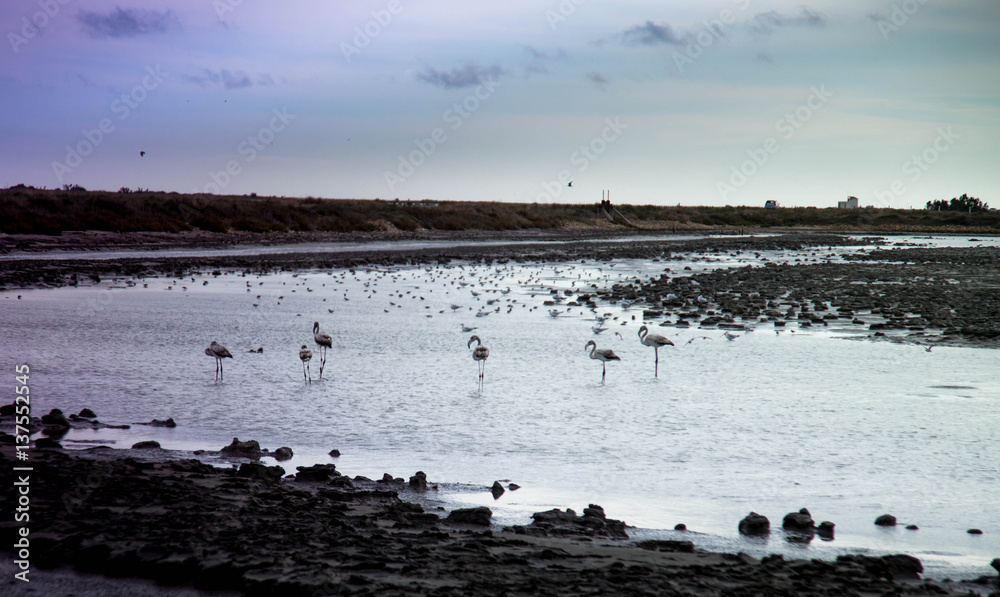 flamingos at sunset in a channel of Camargue