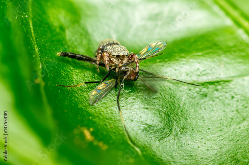 Macro of spider eating mosquito © pongmoji