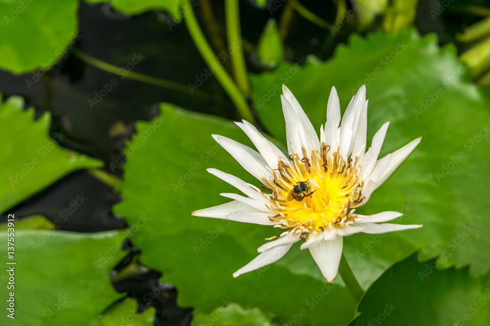 Lotus flower (Tropical water-lily) Lotus flower (Tropical water-lily)