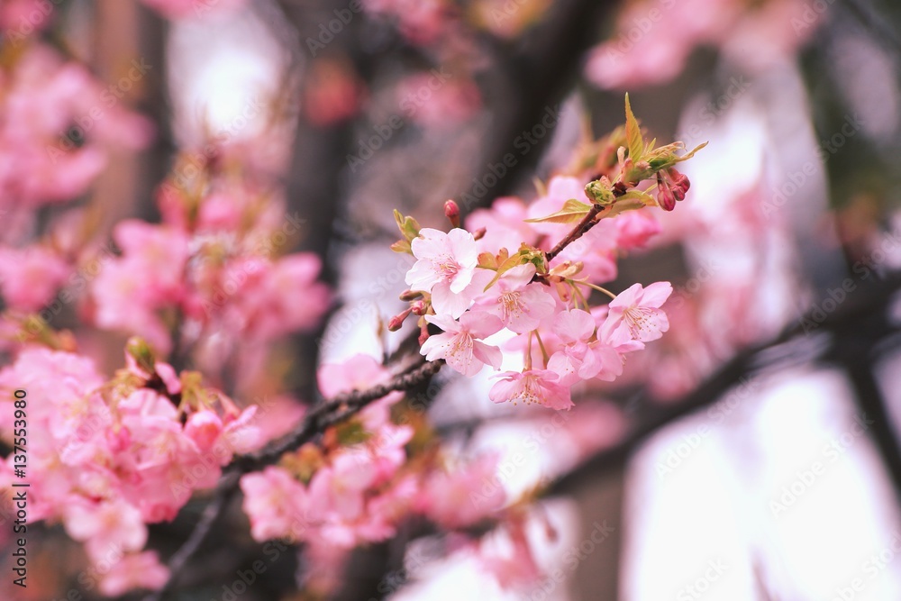 Obraz premium 河津桜の蕾と花弁