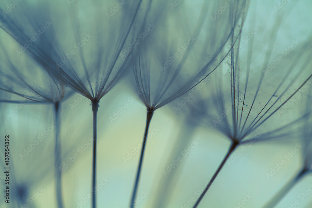 Dandelion seeds. Macro photo