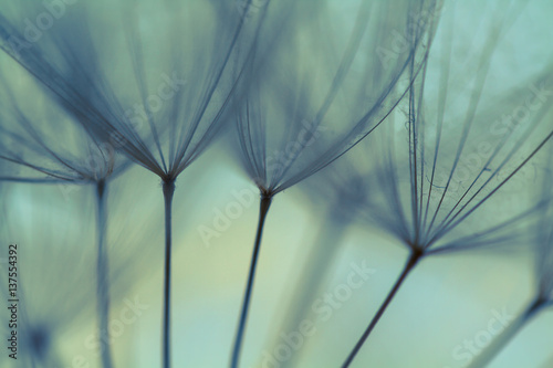 Obraz na płótnie Dandelion seeds. Macro photo w salonie