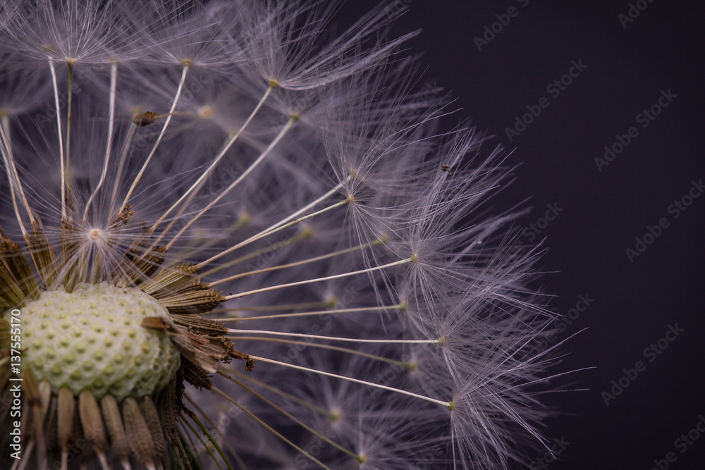 Dandelion seeds. Macro photo