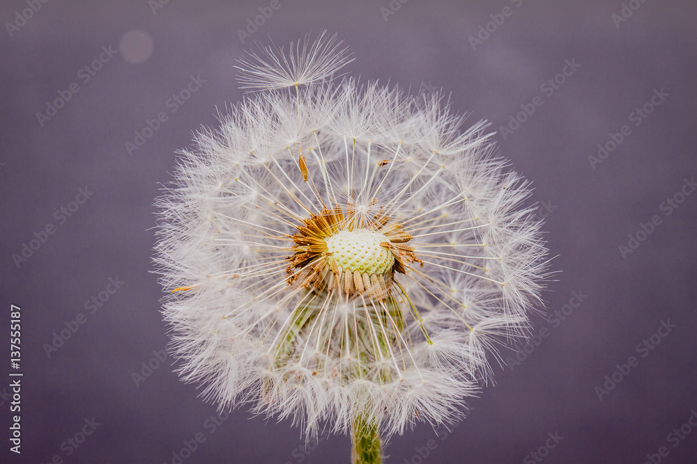 Dandelion seeds. Macro photo