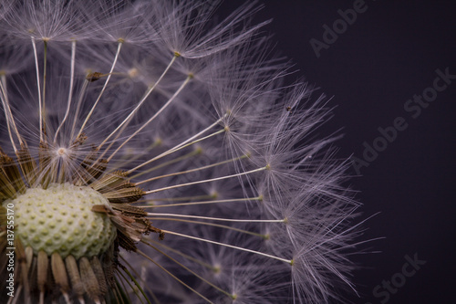 Obraz na płótnie Dandelion seeds. Macro photo w salonie