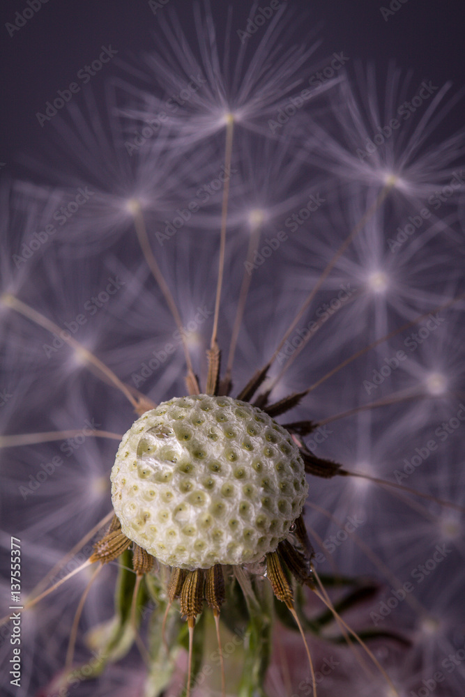 Dandelion seeds. Macro photo