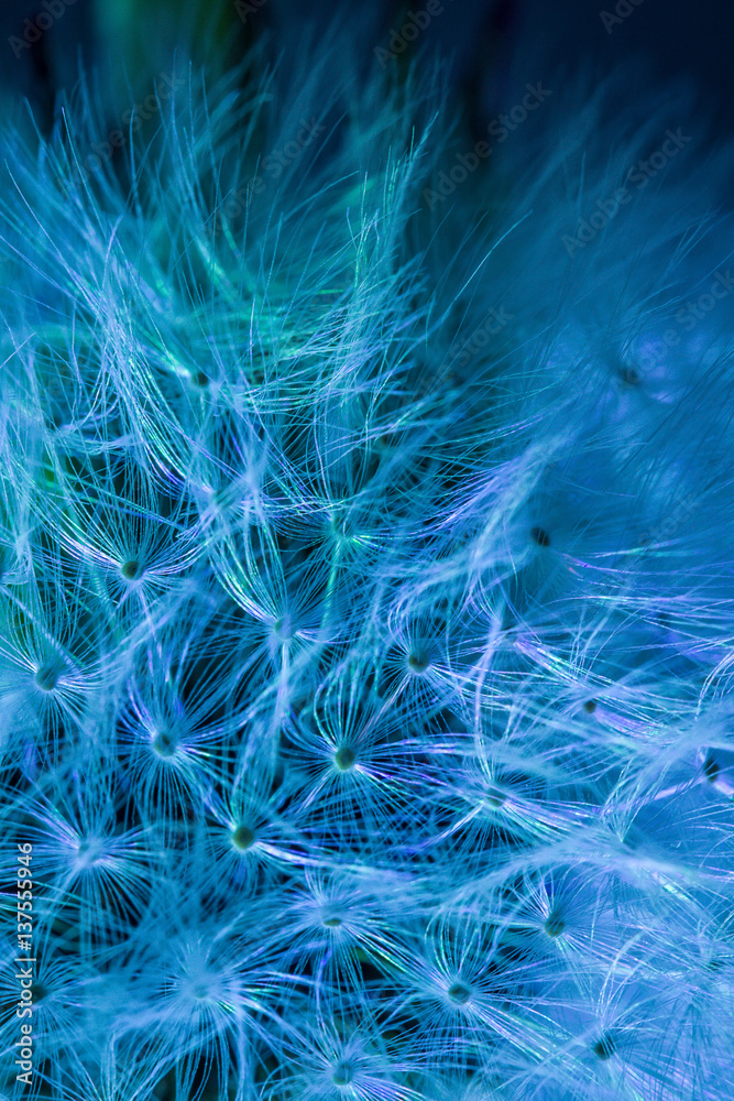 Dandelion seeds. Macro photo