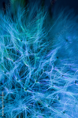 Obraz na płótnie Dandelion seeds. Macro photo w salonie