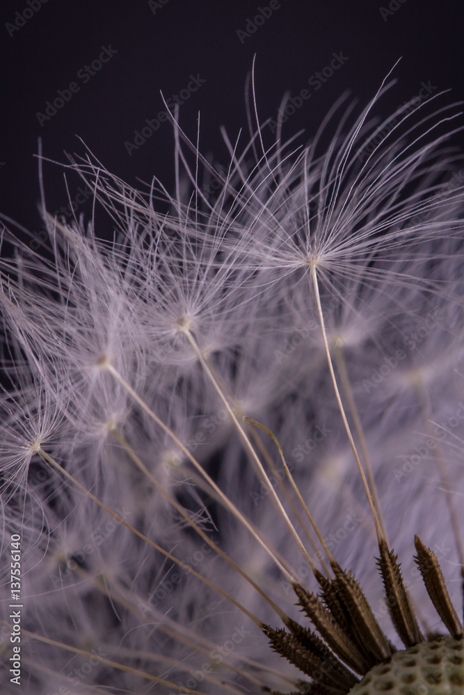 Dandelion seeds. Macro photo