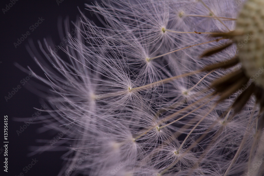 Dandelion seeds. Macro photo