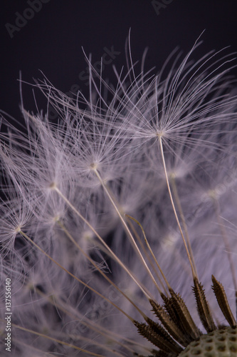 Obraz na płótnie Dandelion seeds. Macro photo w salonie
