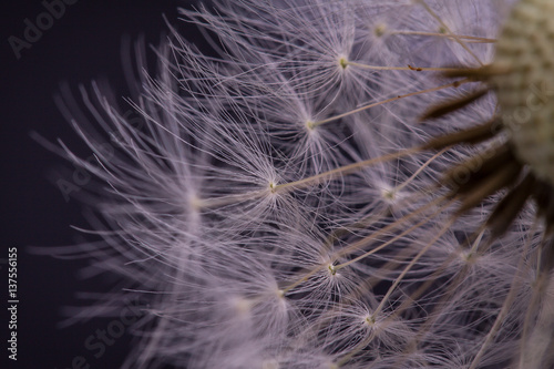 Obraz na płótnie Dandelion seeds. Macro photo w salonie