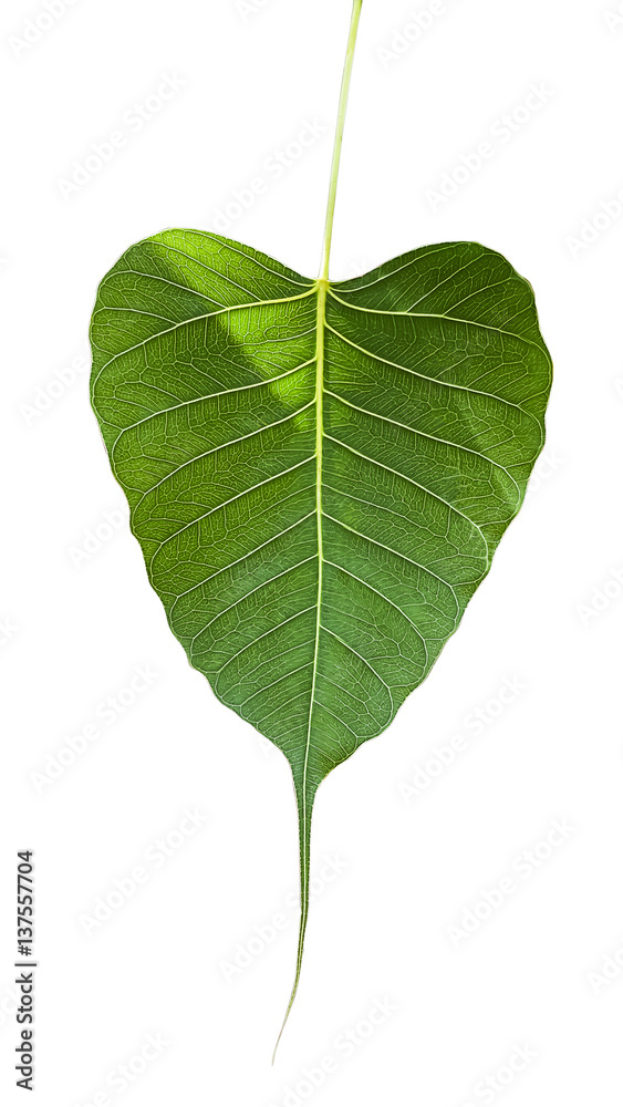 Fototapeta premium Bo leaves