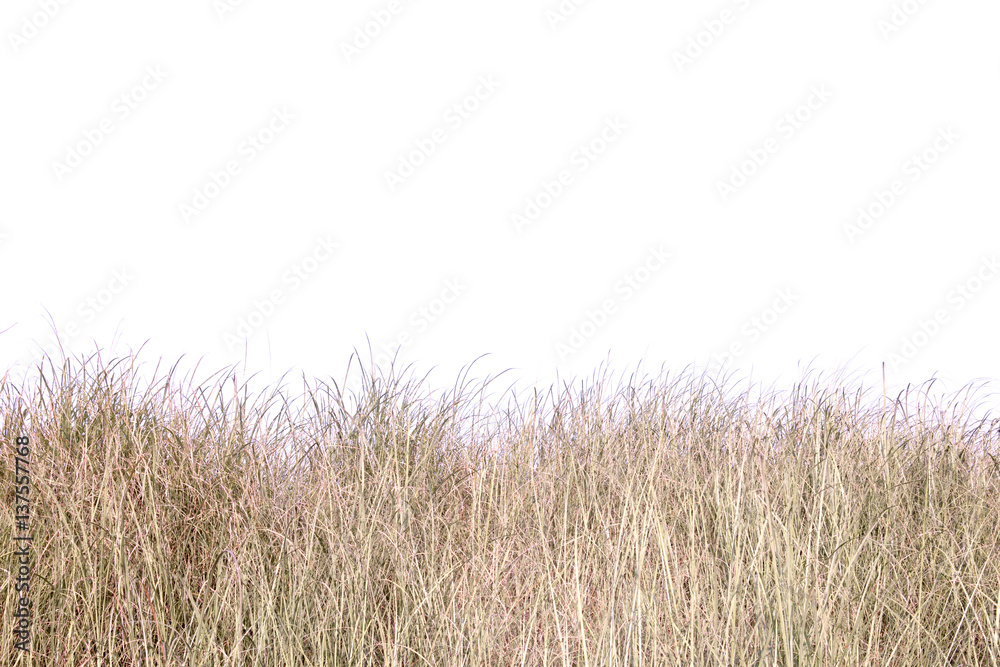 dry grass field. Stock Photo Adobe Stock