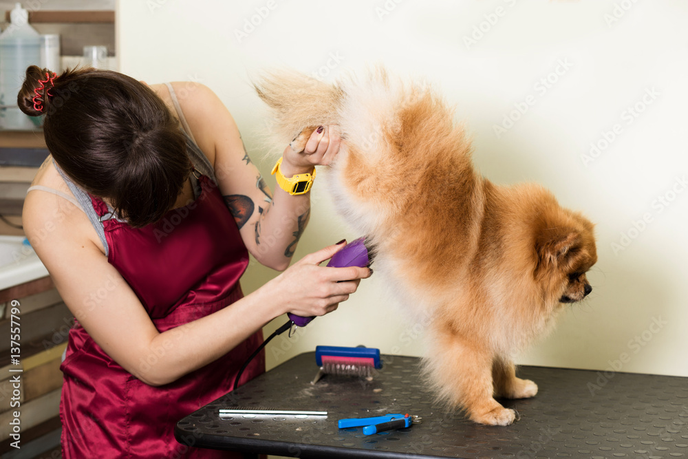 Chow Chow Haircut